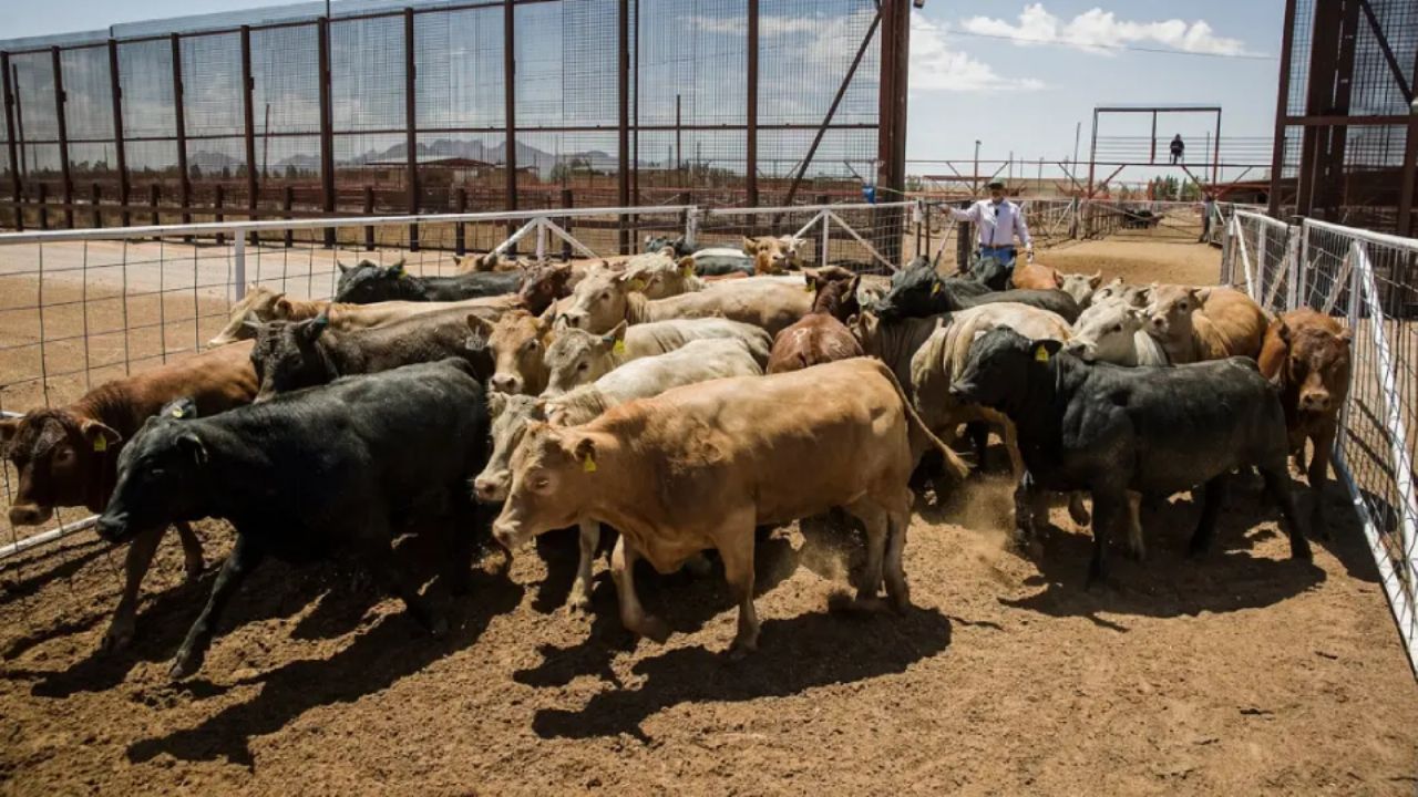 EU pone fecha para revisar estación cuarentenaria en Sonora y definir exportación de ganado