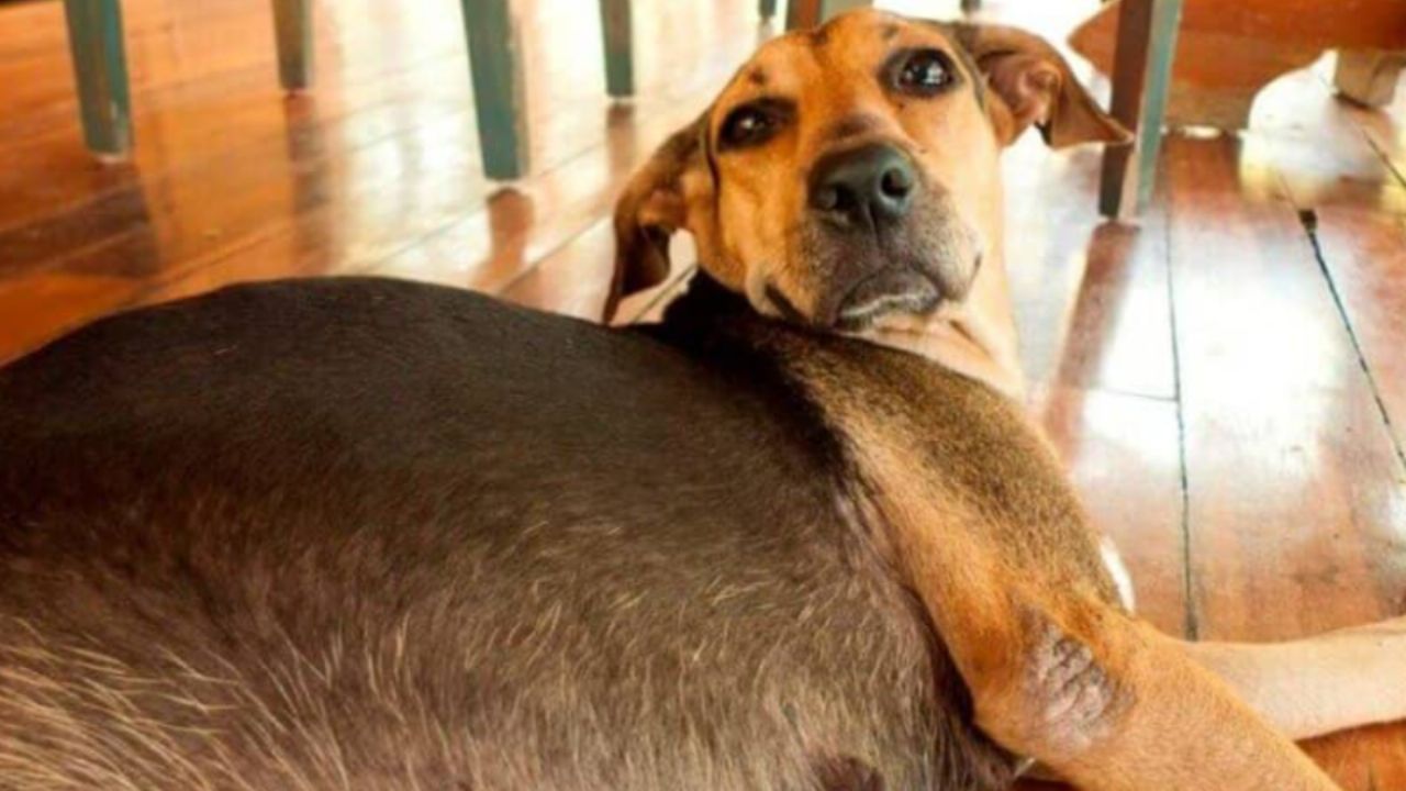 Indignación en Tlaxcala: Queman viva a perrita embarazada bajo un puente; PROPAET denuncia ante la FGR