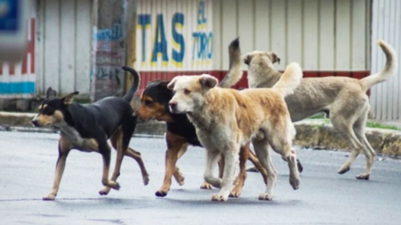Niño de 12 años sufre brutal ataque de jauría de perros en Nogales; su vida está en riesgo