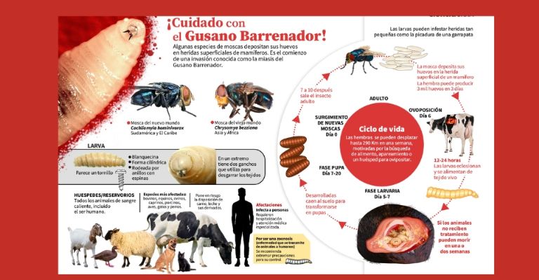 Ataque del Gusano barrenador 