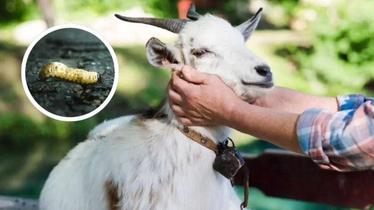 Detectan en el Edomex primer caso de Gusano Barrenador en una cabra
