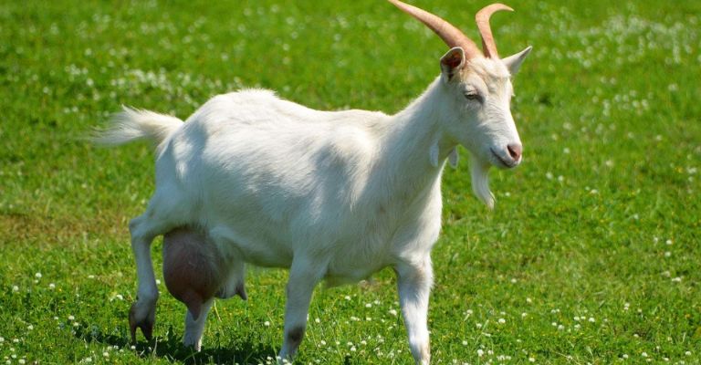 Autoridades llaman a ganaderos a extremar vigilancia