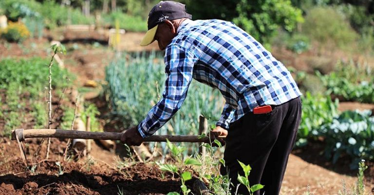 Siembra en el Valle del Yaqui crece hasta un 50 por ciento y genera cinco mil mdp para la economía local