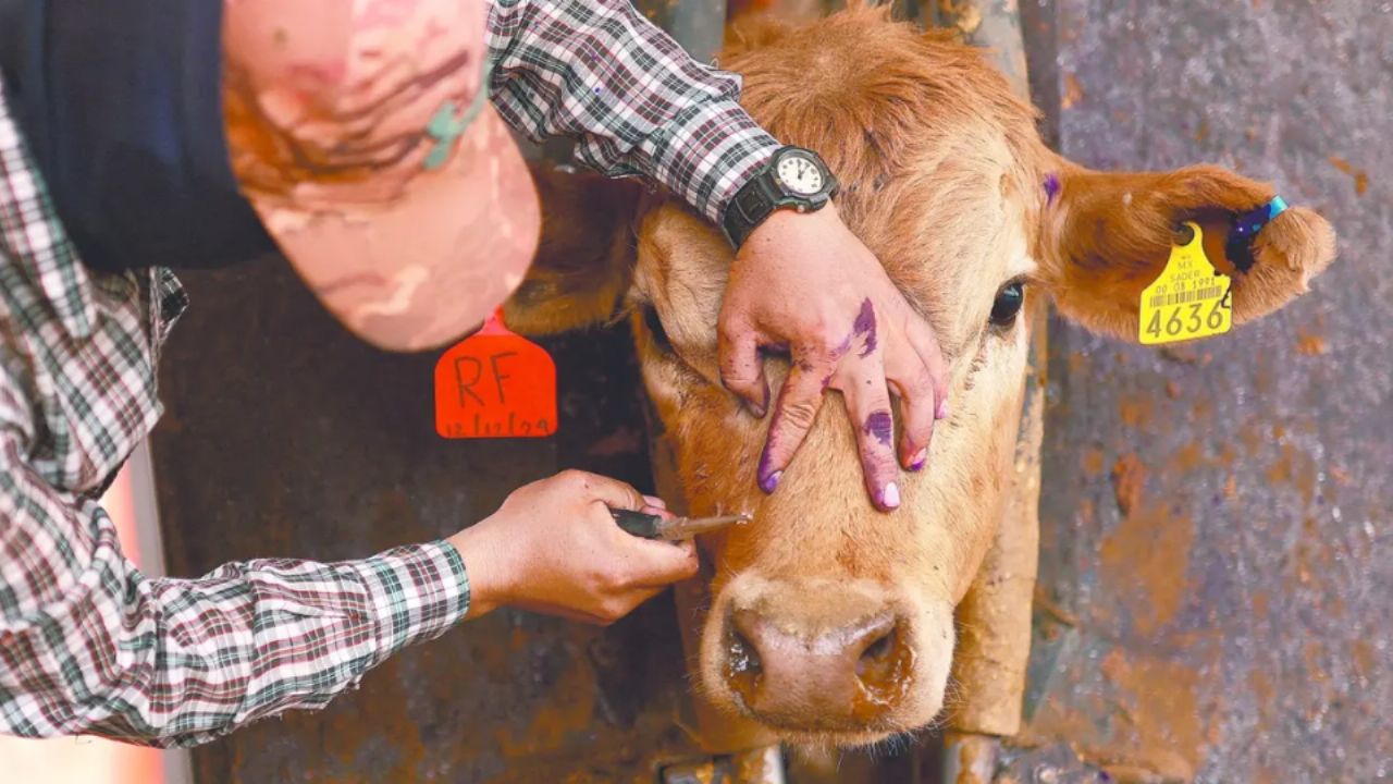 Detectan segundo caso de gusano barrenador en Tamaulipas; autoridades trabajan en contención