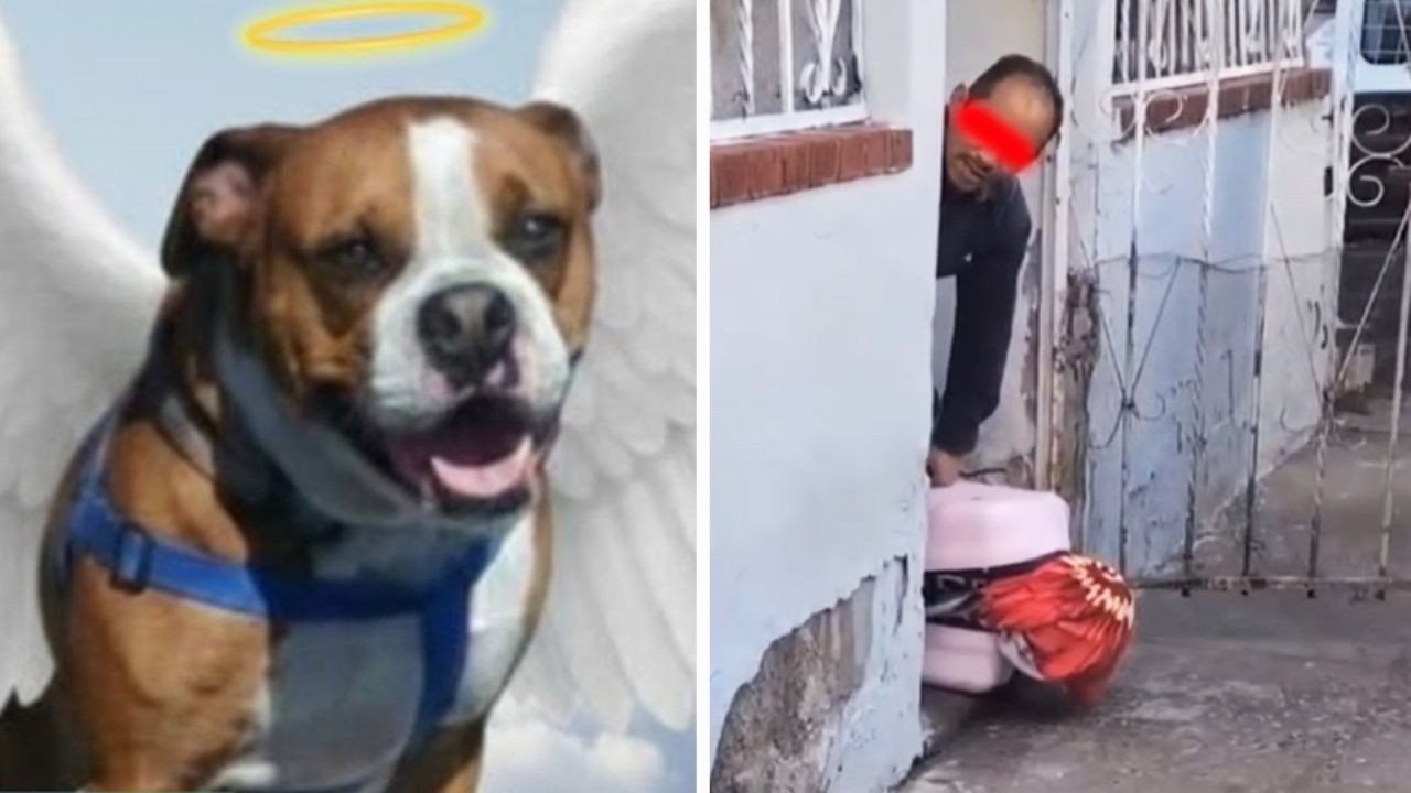 Crueldad animal en Tijuana: Cae pareja que asesinó a golpes a perrita y la ocultó en maleta