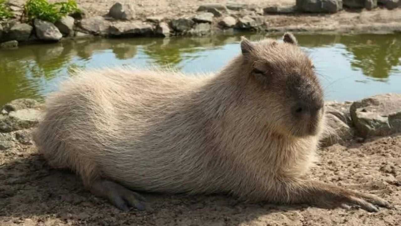 El amor está en el aire: Centro Ecológico de Hermosillo busca pareja para su recién llegado capibara