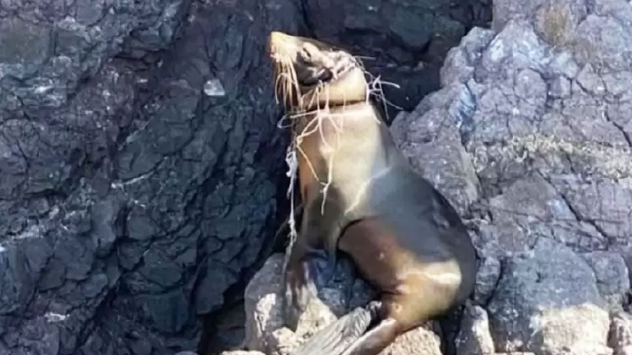 A salvo y en rehabilitación: Rescatan a lobo marino enredado con chinchorro en San Carlos