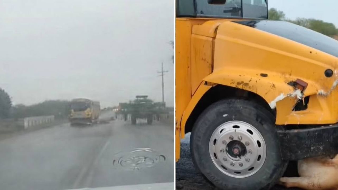 Camión de transporte de personal atropella dos vacas en el Valle del Yaqui; una perdió la vida