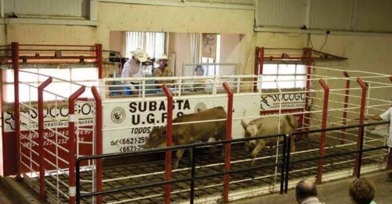 Unión Ganadera Regional de Sonora inicia el año con la reactivación de subastas ganaderas