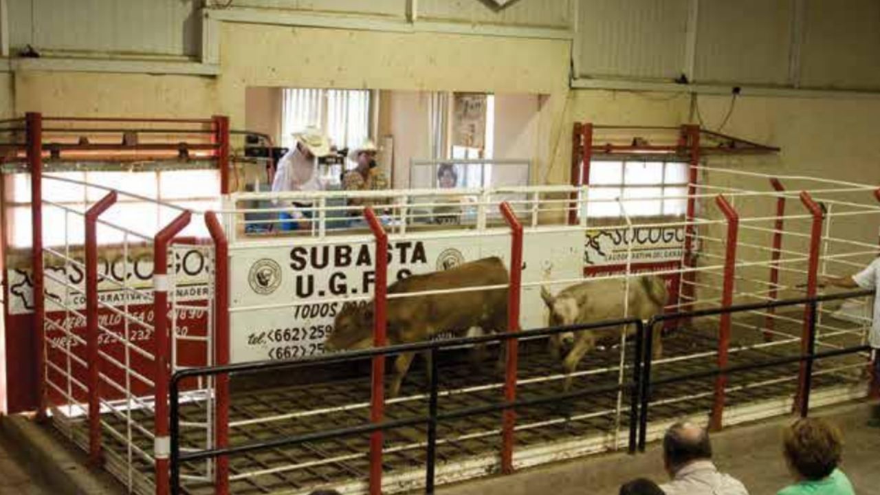 Unión Ganadera Regional de Sonora inicia el año con la reactivación de subastas ganaderas; aquí las FECHAS clave