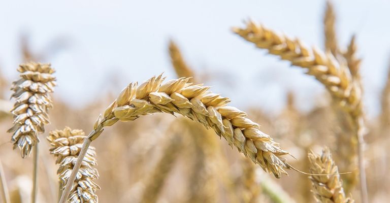 Preocupación en el Valle del Yaqui por falta de horas frías para el cultivo de trigo