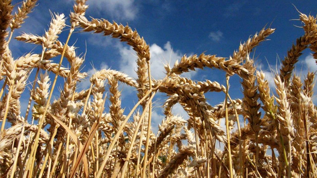 Existe preocupación en el Valle del Yaqui por falta de horas frías para el cultivo de trigo