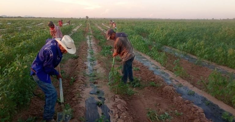Crisis en campos de Guaymas y Empalme; productores enfrentan déficit en la mano de obra
