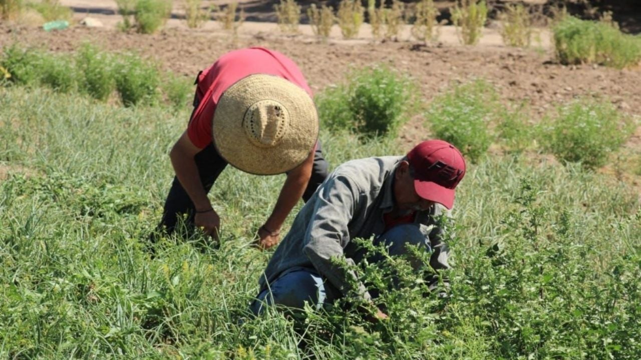 Sader Sonora continuará este 2026 con inversión clave para el campo; estos son los programas beneficiados