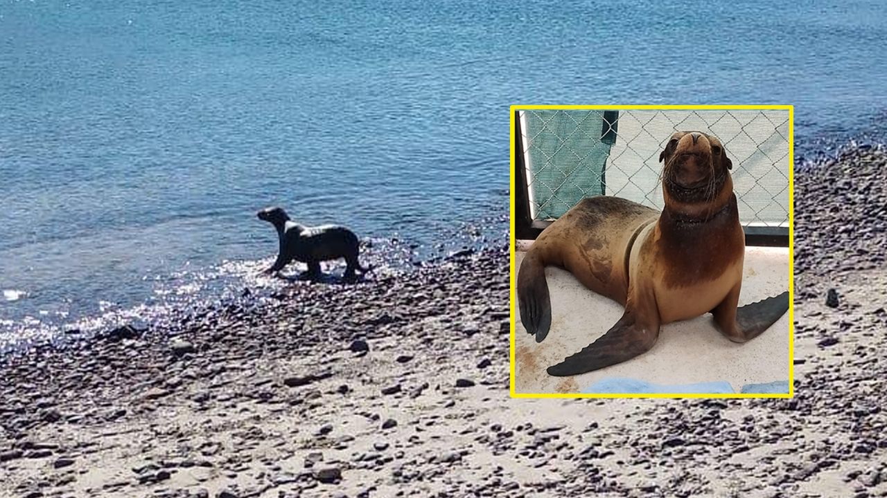 De vuelta a casa: Liberan a loba marina rescatada tras enredarse con chinchorro en San Carlos