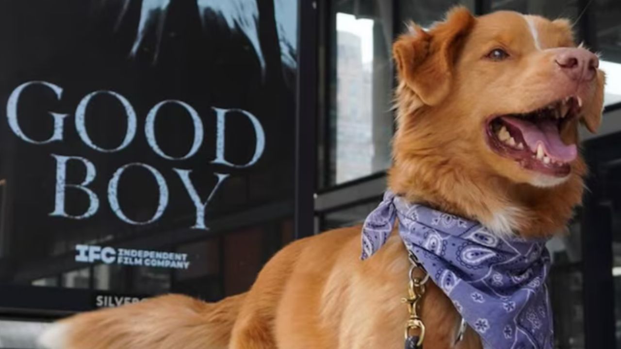Hace historia en Hollywood: Indy, perro protagonista de ‘Good Boy’, gana en los Astra Awards 2026