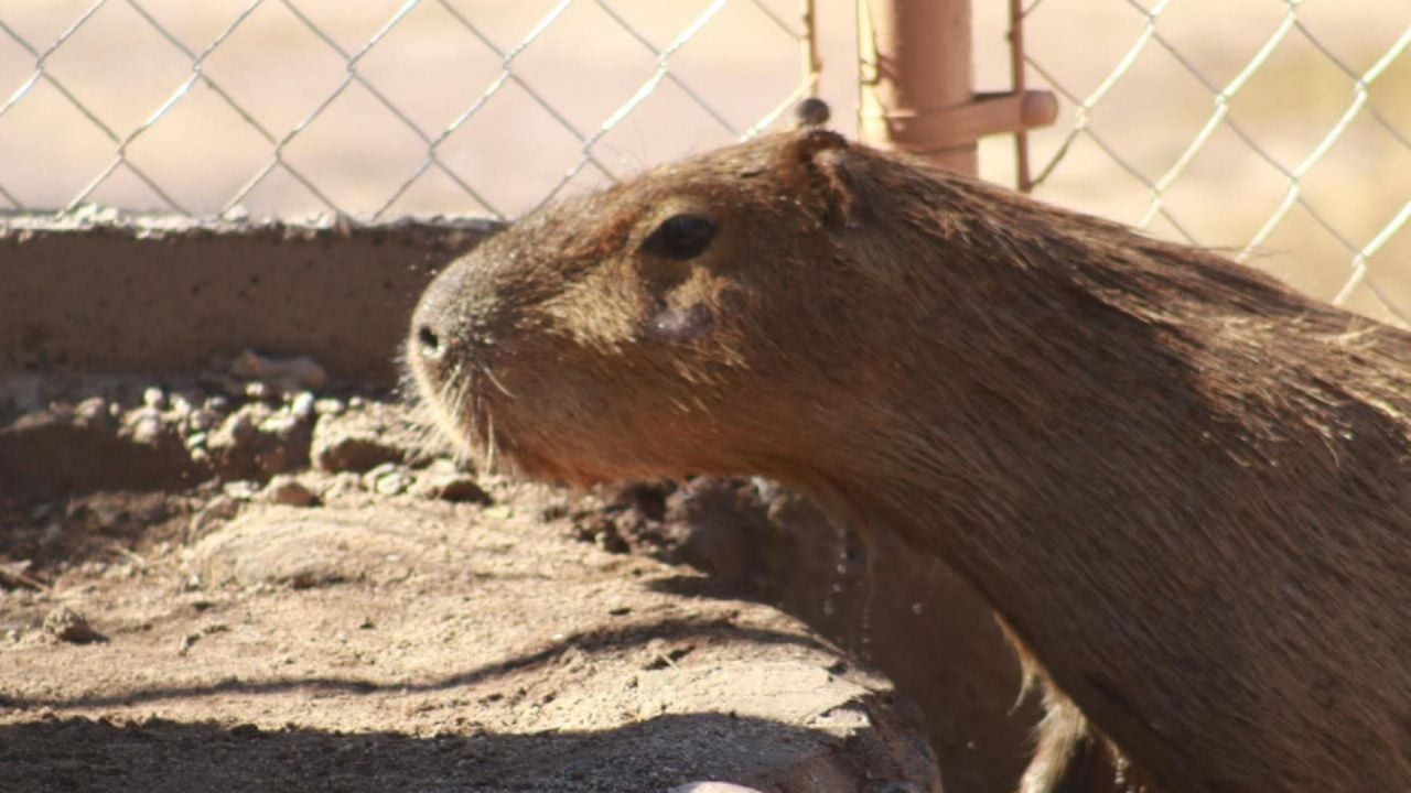 Un nuevo inquilino en Hermosillo: El capibara del Centro Ecológico ya tiene fecha de exhibición (FOTOS)