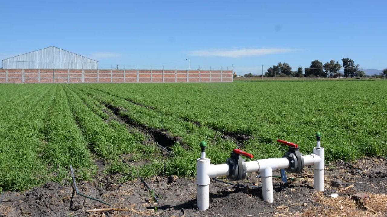 Riego programado no cumplirá expectativas en Guaymas y Empalme durante la temporada hortícola 2025–2026