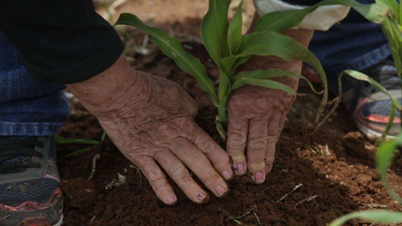 La Sader entrega 71.8 millones de pesos a 347 productores de trigo sonorenses