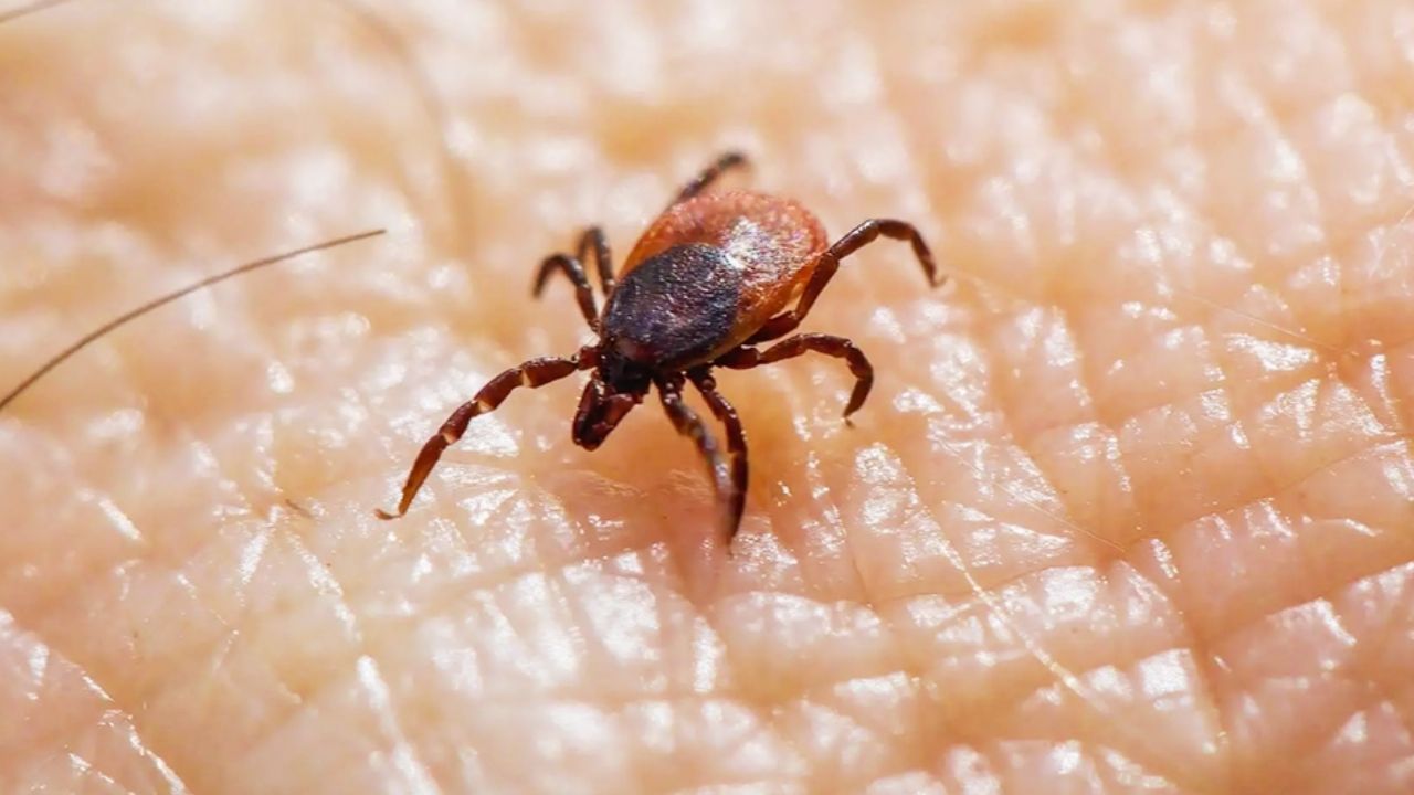 Ciudad Obregón refuerza esfuerzos contra la fiebre manchada con esterilizaciones y prevención