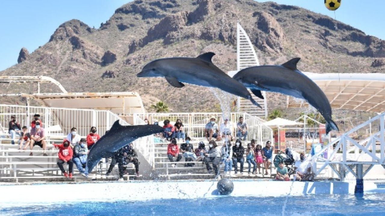 Delfinario Sonora sigue operando con normalidad en San Carlos pese a nueva ley: Cedes