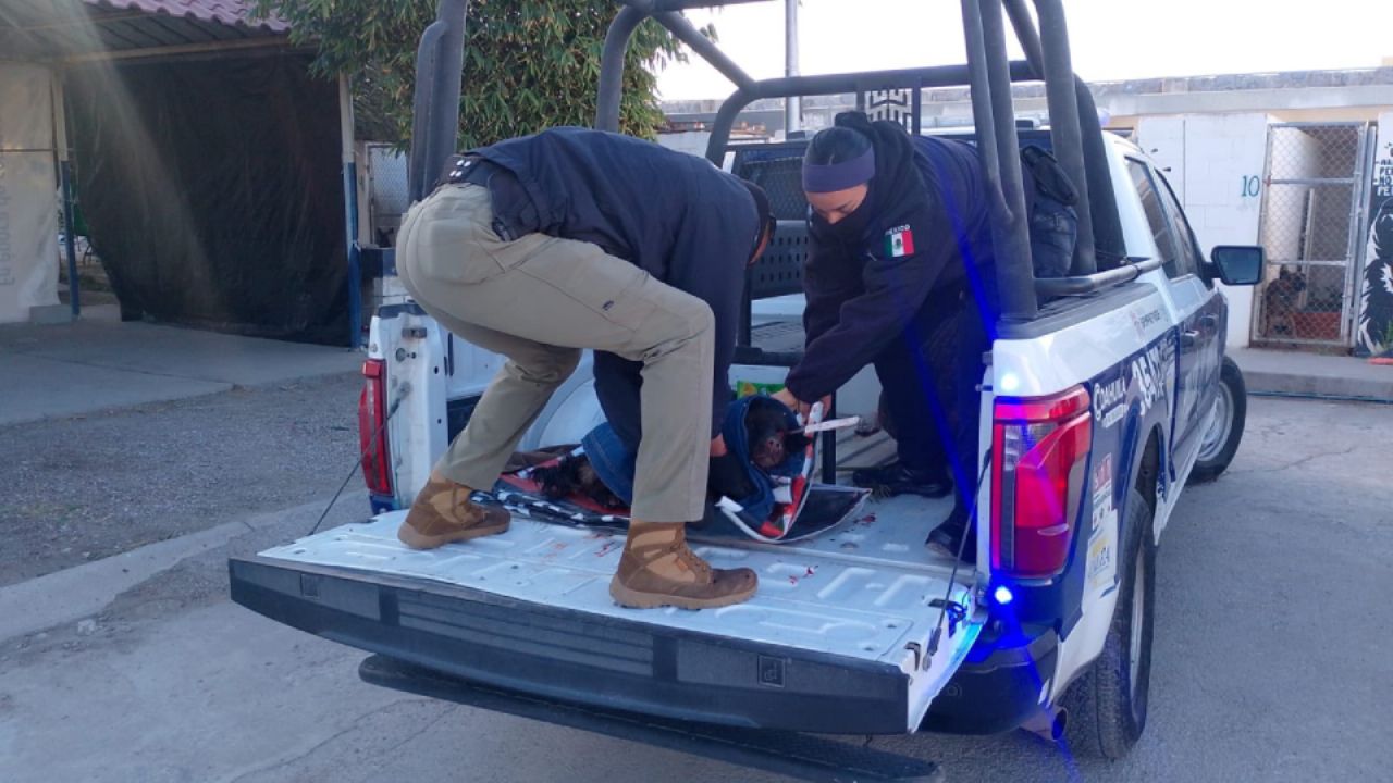 Brutal ataque a ‘La Negra’: Apuñalan a perrita en el ojo y vecinos exigen justicia en Torreón