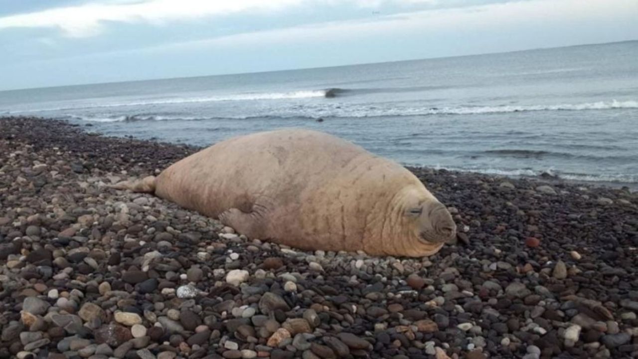 Elefante marino de gran tamaño se vuelve viral al visitar playa ‘Los Ayala’ en Nayarit