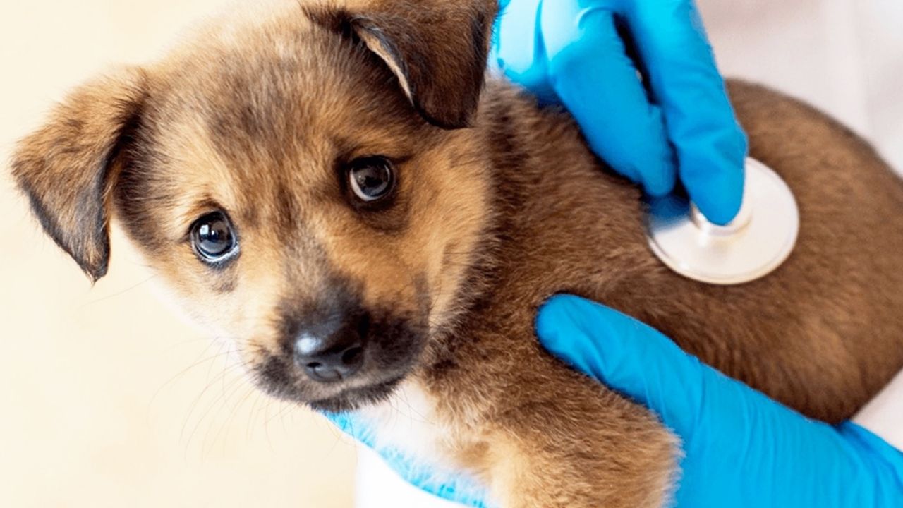 Rickettsia y parvovirus: las principales amenazas para las mascotas en Ciudad Obregón, según veterinarios