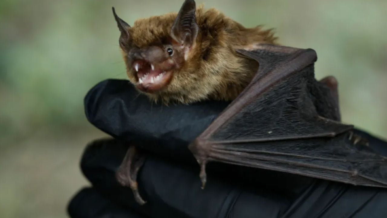 Muere paciente por rabia humana en Veracruz; alcalde advierte riesgo sanitario en la región