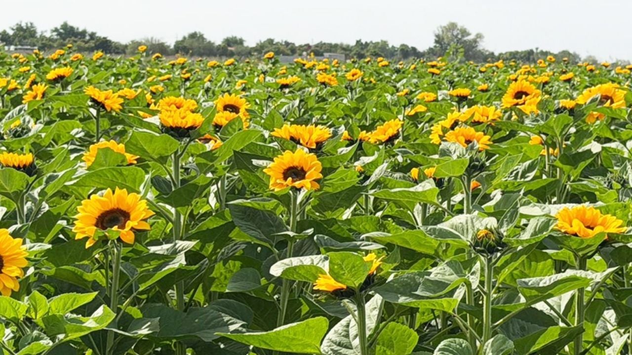 Joven emprendedora cultiva girasoles en el Valle del Yaqui; deja atrás las hortalizas familiares
