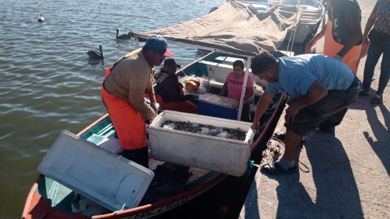 Pescadores de Guaymas y Empalme urgen a contar con seguridad social; hay malas capturas