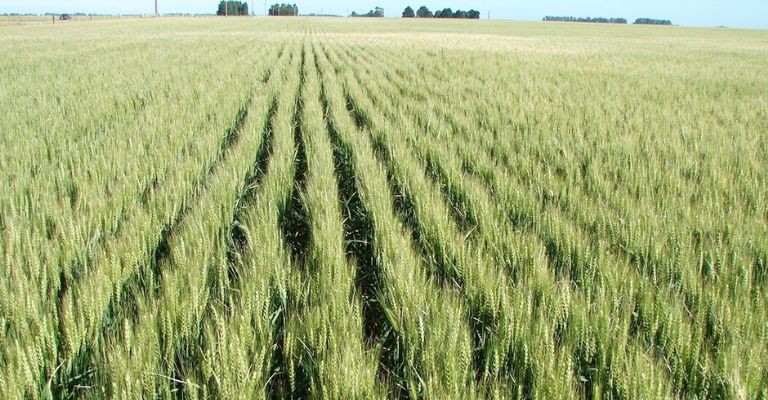 Déficit crítico de horas frías en el Valle del Yaqui pone en riesgo la cosecha de trigo