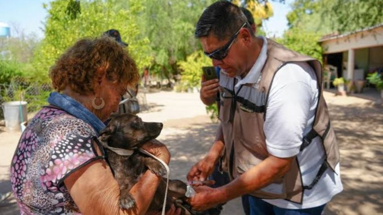 Salud Sonora invita a detectar a tiempo y mantener tu entorno limpio; puede salvarte de la rickettsiosis