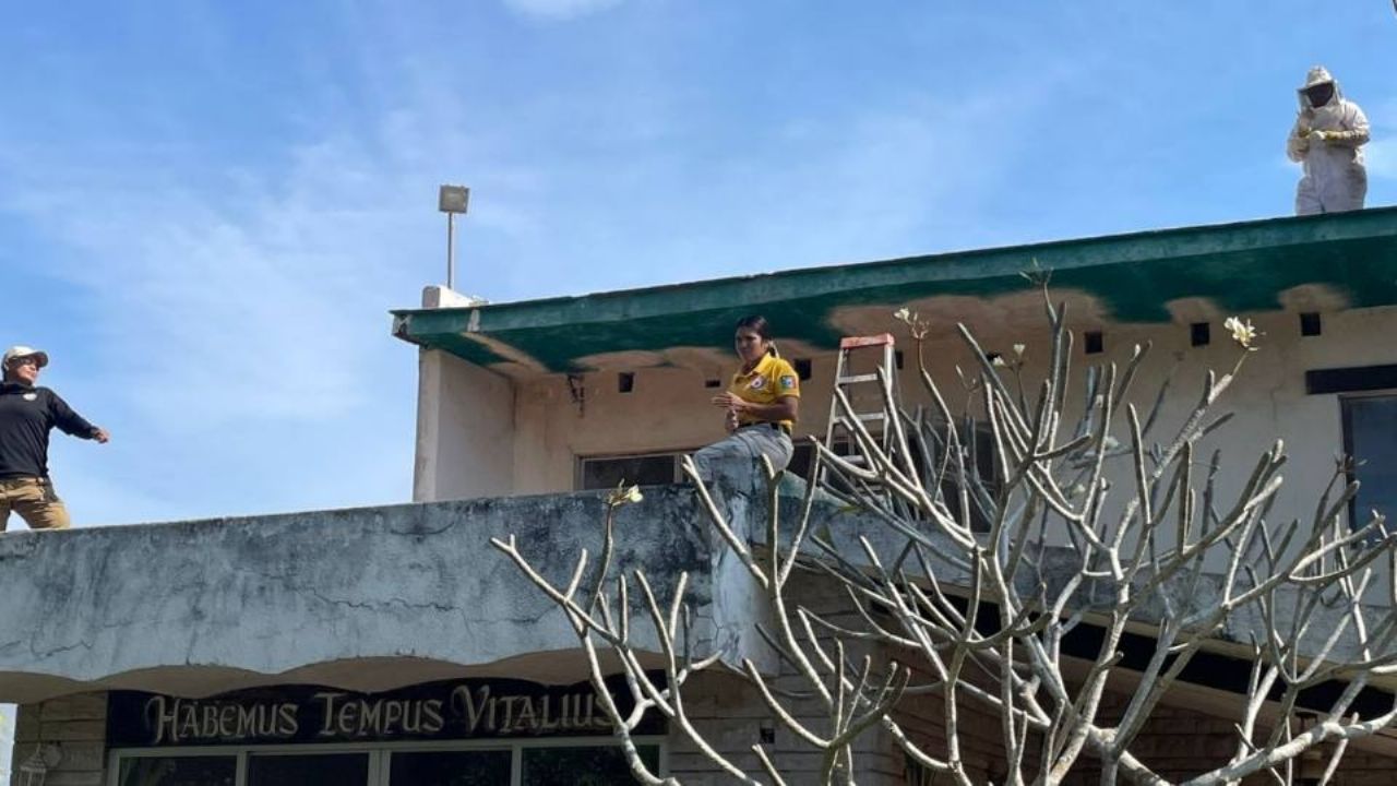 Ataque de abejas en Sinaloa deja 5 lesionados, incluida una coordinadora de Protección Civil