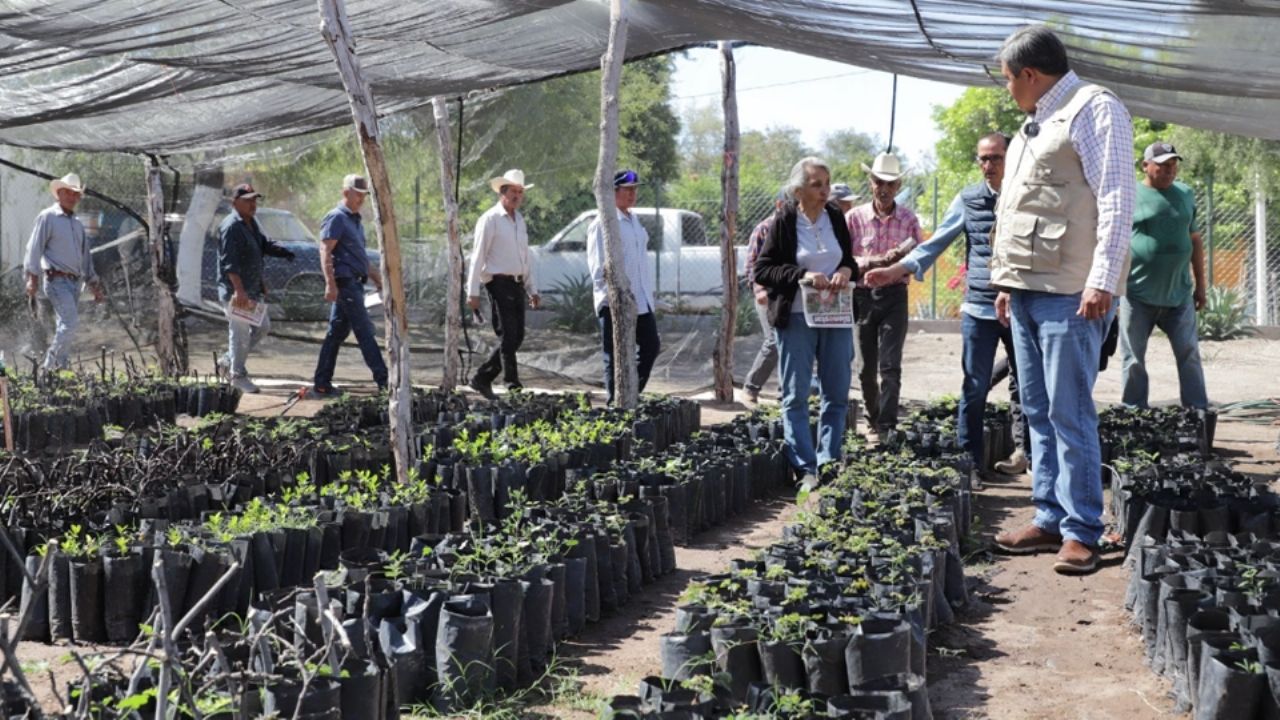 Tras visita de Sheinbaum, llegan a Sonora más de 30mdp para el programa ‘Sembrando Vida’
