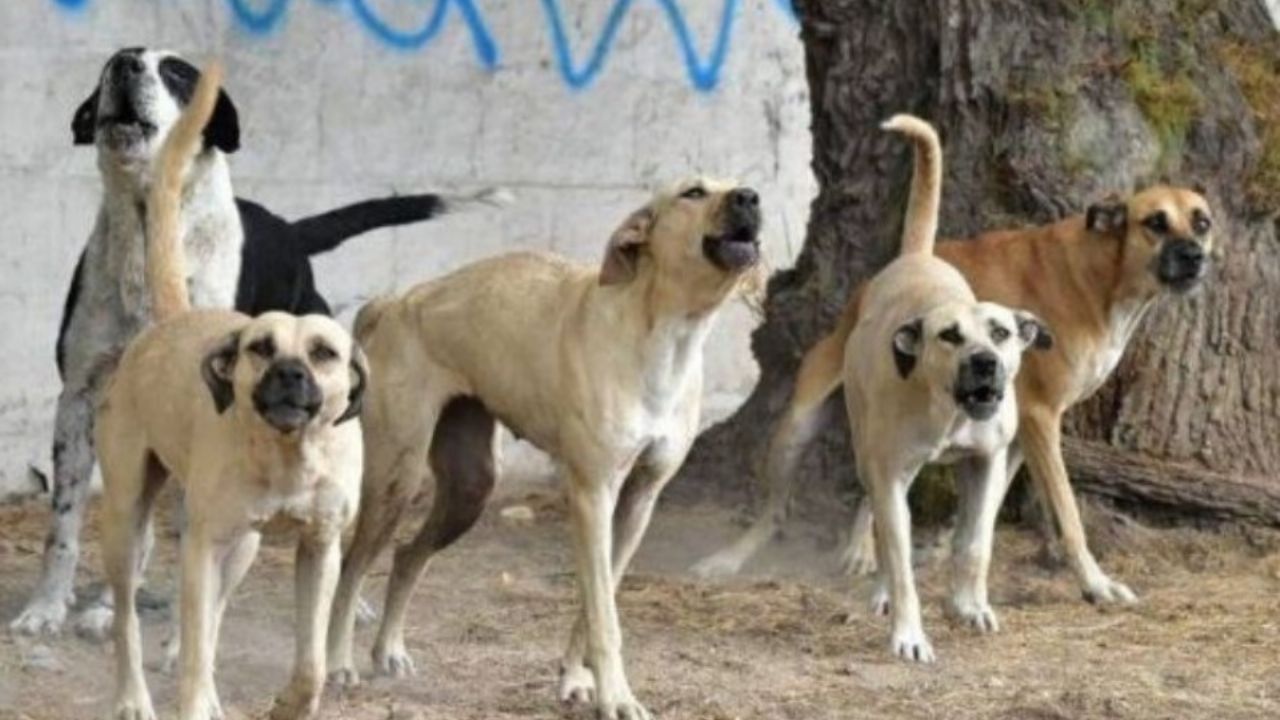 Falta de ‘perrera municipal’ aumenta ataques de caninos salvajes en el municipio de Navojoa