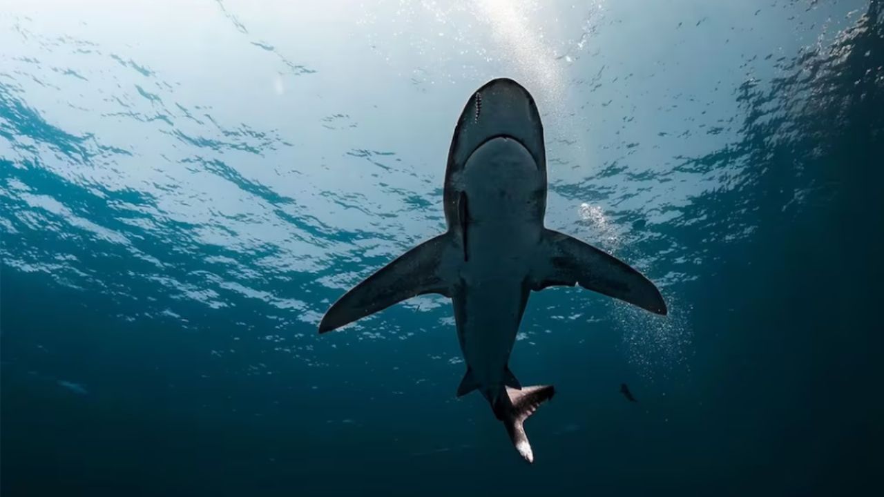 Alerta: Tiburón de 6 metros ronda las aguas del sur de Sonora; autoridades piden extremas precauciones