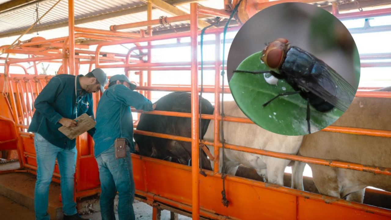 Nueva planta de mosca estéril en Texas refuerza blindaje sanitario contra gusano barrenador en Sonora