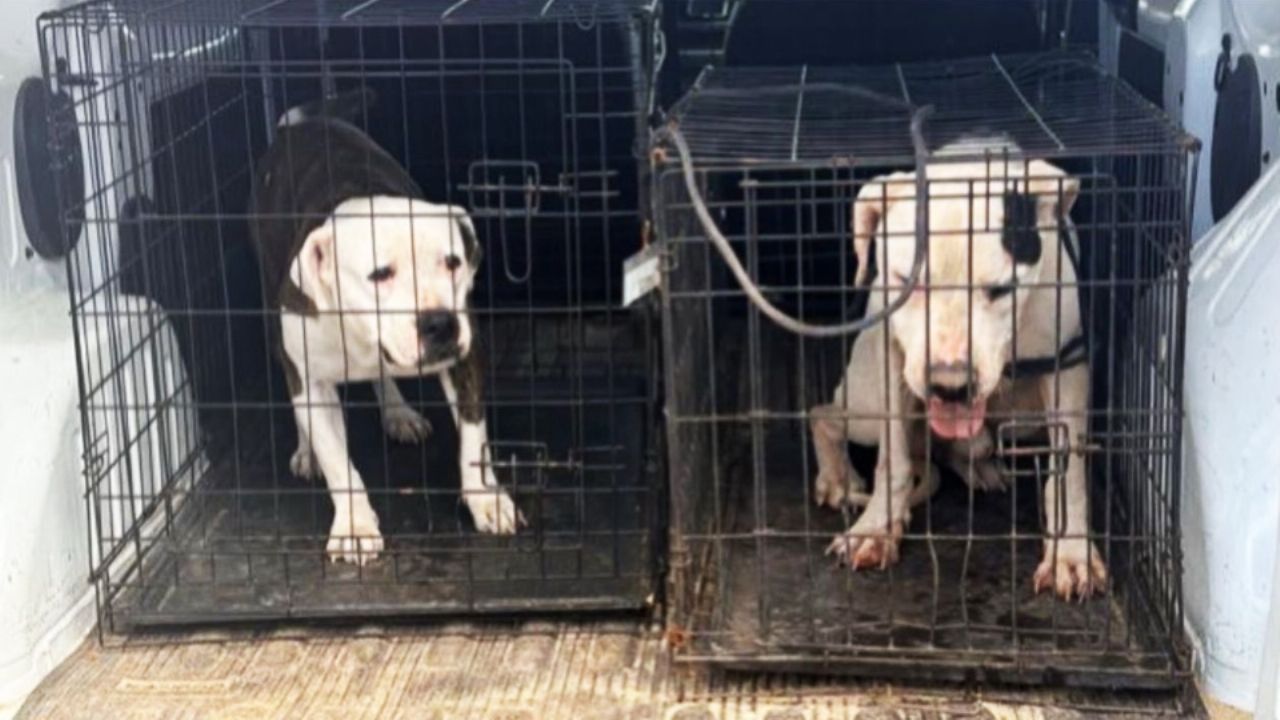 Fin del sufrimiento: Rescatan a dos perros pitbull víctimas de maltrato animal en Guaymas