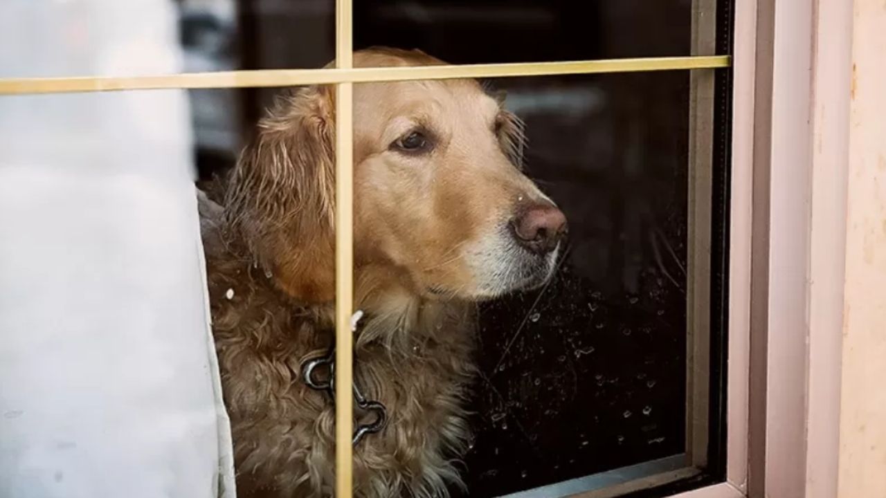 ¿Te preocupa el bienestar de tu mascota? Síntomas de pánico y ansiedad en perros y cómo ayudarlos