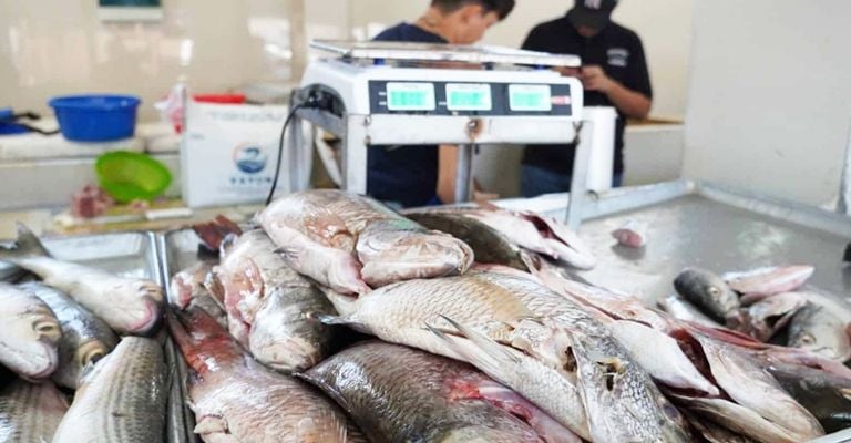 Ciudad Obregón: Ventas de pescados y mariscos podrían aumentar hasta 70 % en Cuaresma; precios se mantienen