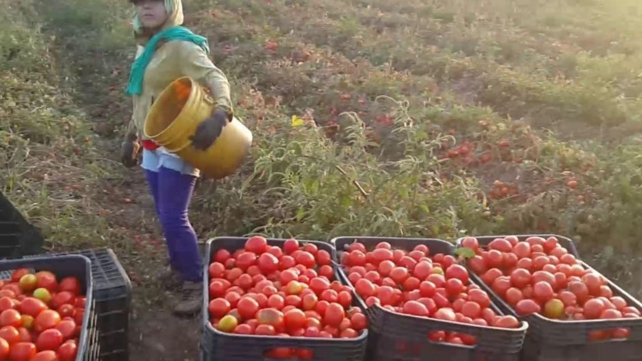 Temporada hortícola se complica en los valles de Guaymas y Empalme; merma incrementa hasta el 15%