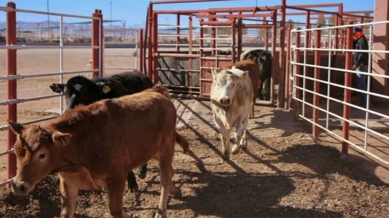 UGRS ya tiene el recurso para la planta procesadora de carne de Sonora; comenzará construcción
