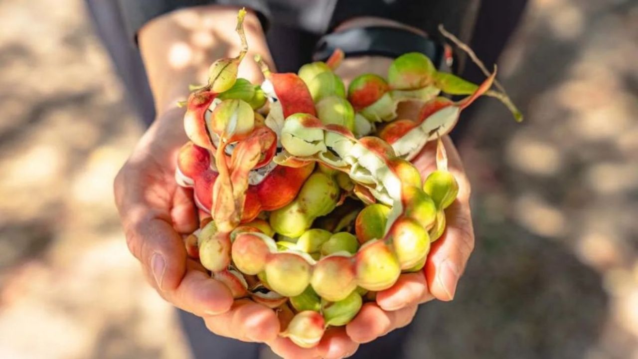 Talento Unisierra: Estudiante sonorense confirma presencia de compuesto clave en el guamúchil para tratar la diabetes