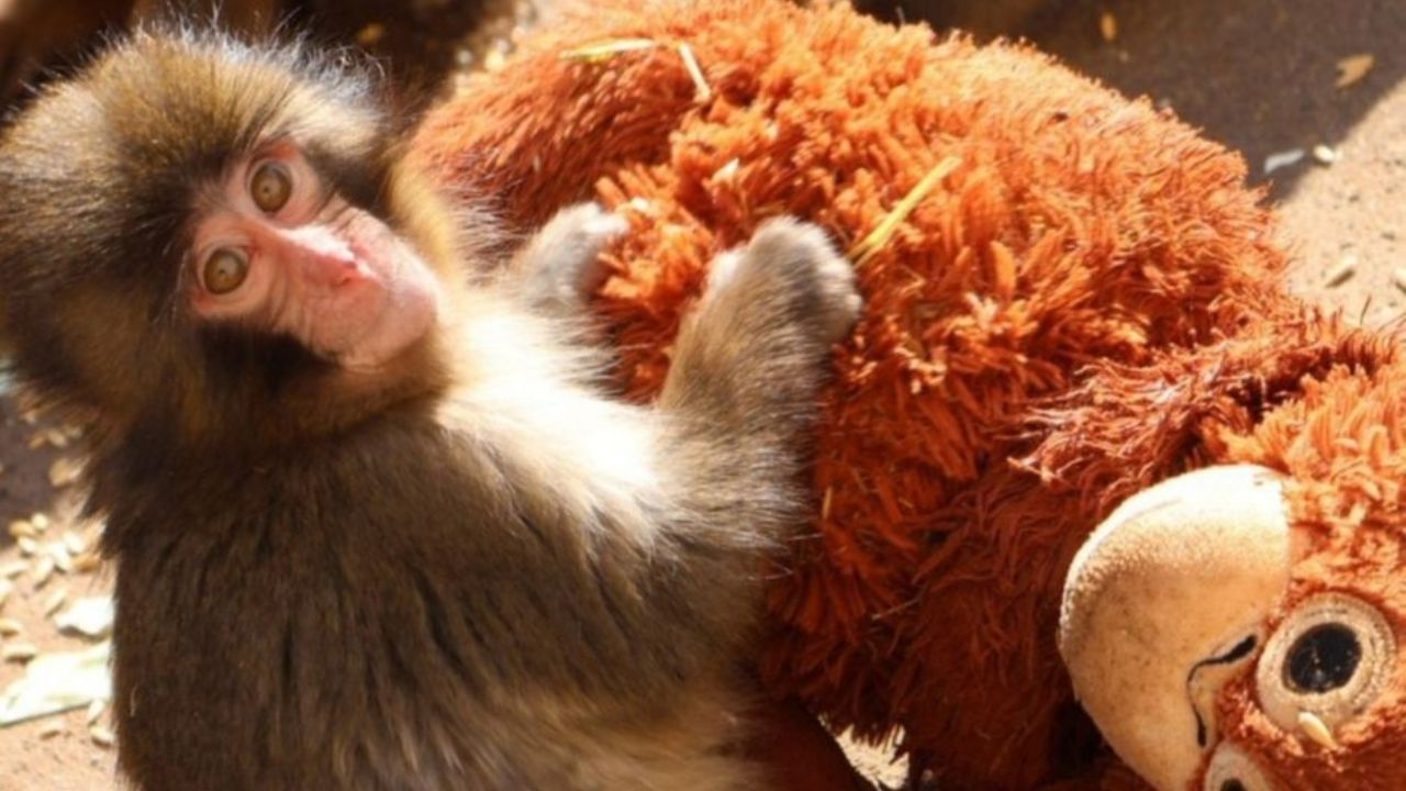 Punch, la historia del mono japonés que fue abandonado por su madre y se volvió viral en redes sociales