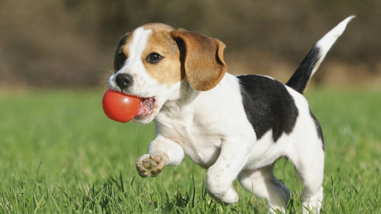 No es tóxico, pero daña a tu perro: Conoce uno de los peores alimentos que le puedes dar a tu mascota