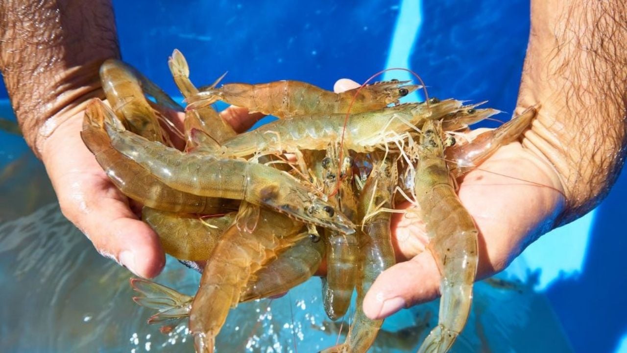 Sonora logra producción récord en camarón de cultivo; alcanza 117 mil 547 toneladas: Cosaes