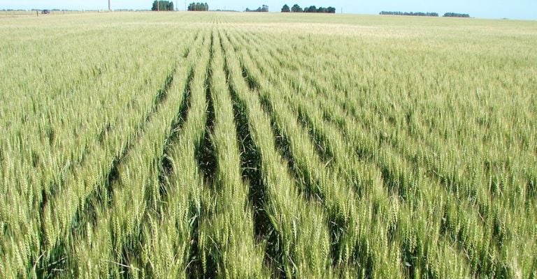 Déficit de horas frío en el Valle del Yaqui pone en riesgo la producción de trigo