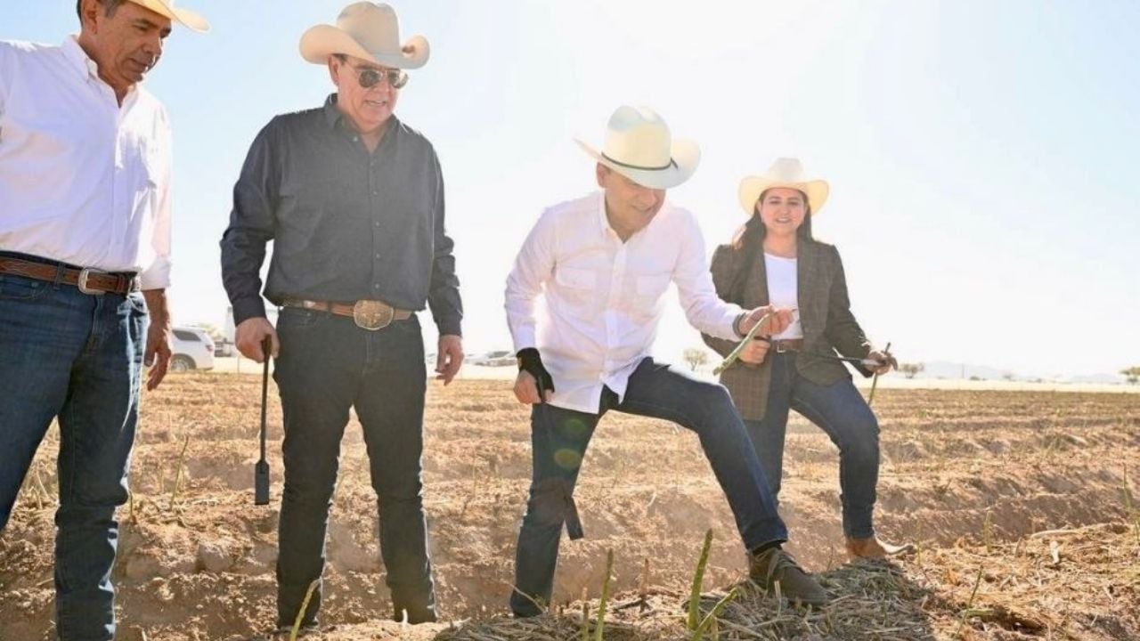 Durazo encabeza en Caborca el inicio de la temporada de cosecha de espárrago 2026; consolida liderazgo agroexportador