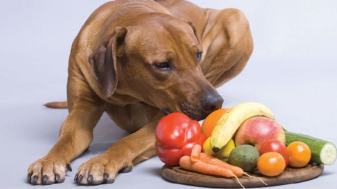 Estas son las mejores frutas y verduras que puedes darle a tu perro para cuidar de su salud